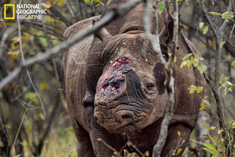 rinoceronte ferito da bracconieri