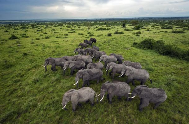 branco di elefanti in cammino