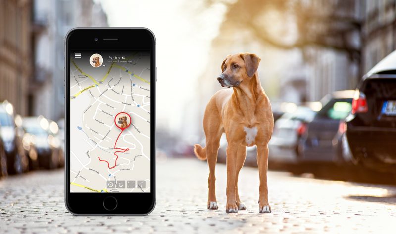 gps per cani