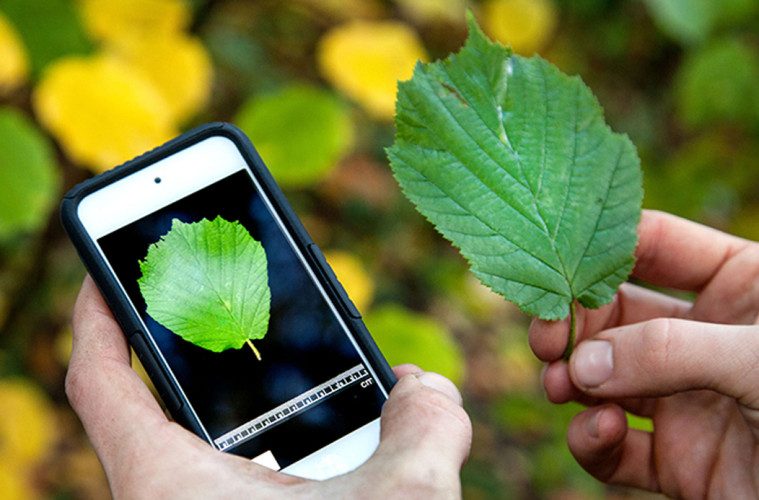 app per capire le piante -2