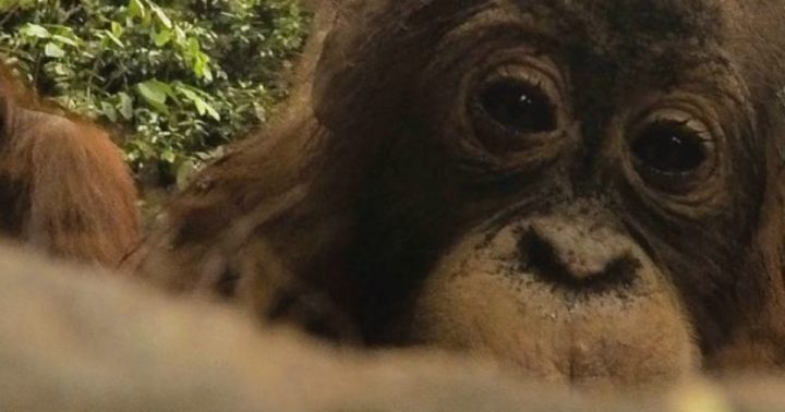 Selfie GoPro scattato da un orango
