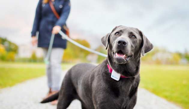 gps per cani gps per cani