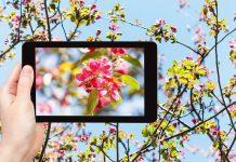 App per capire le piante: le migliori 5 app per capire le piante