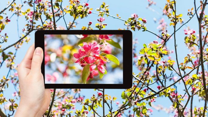 app per capire le piante