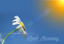 Immagini Buongiorno da Scaricare Gratis immagini-buongiorno-da-scaricare-gratis