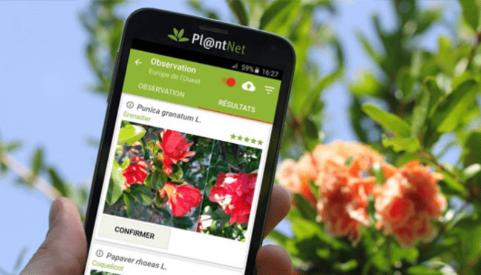 applicazioni per riconoscere le piante