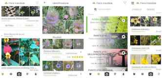 applicazioni per riconoscere le piante-plantnet