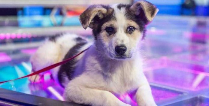 Offerte cibo e accessori cani e gatti